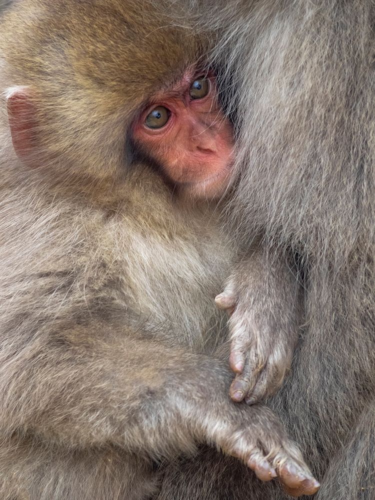 Japan-Nagano A baby Japanese macaque looks out from cuddling in its mothers fur to keep warm